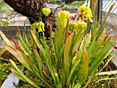 SARRACENIA FLAVA VAR RUBRICORPORA