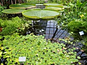 NYMPHOIDES EZANNOI AND VICTORIA AMAZONICA