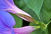 IPOMOEA PURPUREA