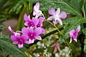 SPRAY OF MAUVE AND PURPLE STRIPED ORCHIDS