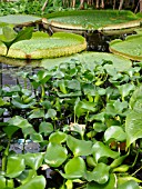 VICTORIA AMAZONICA AND EICHHORNIA CRASSIPES