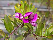 POLYGALA MYRTIFOLIA