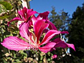 BAUHINIA PURPUREA