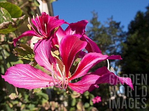 BAUHINIA_PURPUREA