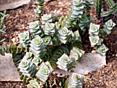 CRASSULA PERFORATA