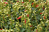 SALVIA SPLENDENS