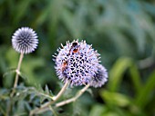 ECHINOPS RITRO TAPLOW BLUE