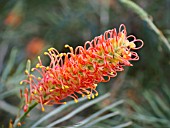 GREVILLEA COASTAL SUNSET