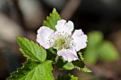 RUBUS OSAGE