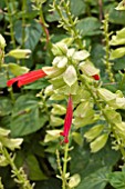 SALVIA SPLENDENS