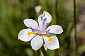 DIETES IRIDOIDES