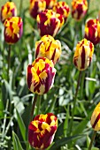 TULIPA HELMAR