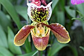 PAPHIOPEDILUM HYBRID ORCHID