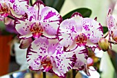 PHALAENOPSIS ORCHIDS