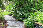 SHADY PATH IN A SOUTH CAROLINA GARDEN