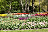 VARIETY OF SPRING FLOWERS IN A BORDER AT KEUKENHOF GARDENS