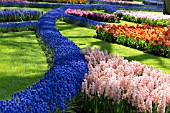 CURVED BEDS OF MUSCARI FORM PATTERNS IN THE LAWNS AT KEUKENHOF GARDENS