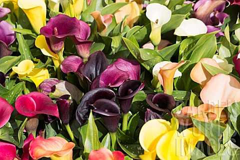 ZANTEDESCHIA