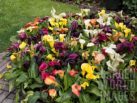 ZANTEDESCHIA