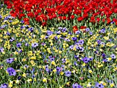 TULIPA, ANEMONE CORONARIA, NARCISSUS, MUSCARI