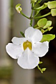 THUNBERGIA GRANDIFLORA ALBA