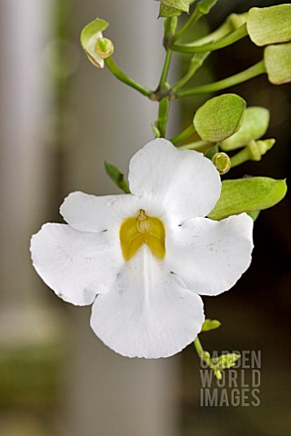 THUNBERGIA_GRANDIFLORA_ALBA