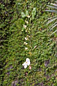 THUNBERGIA GRANDIFLORA ALBA