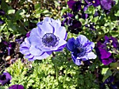 ANEMONE CORONARIA