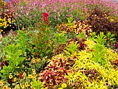 COLEUS FLAMETHROWER, CELOSIA, MARIGOLD, UNIVERSITY TRIAL GARDENS, ERIE BASIN MARINA, BUFFALO