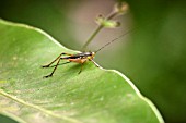 BUSH CRICKET, KATYDID