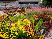 COLEUS FLAMETHROWER, CELOSIA, MARIGOLD, UNIVERSITY TRIAL GARDENS, ERIE BASIN MARINA, BUFFALO