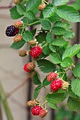 Rubus Osage