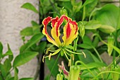 GLORIOSA SUPERBA ROTHSCHILDIANA