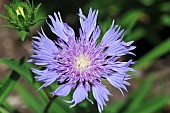 STOKESIA LAEVIS BLUESTONE