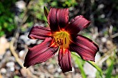 HEMEROCALLIS RUBY SPIDER