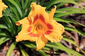 HEMEROCALLIS BLACK-EYED STELLA