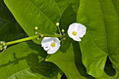 FLOWERS OF ECHINODORUS PALAEFOLIUS