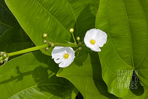 FLOWERS_OF_ECHINODORUS_PALAEFOLIUS