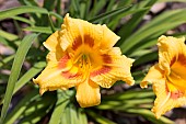 HEMEROCALLIS BLACK-EYED STELLA