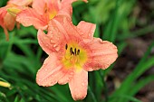 HEMEROCALLIS CHORUS LINE