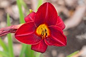 HEMEROCALLIS FRANKLY SCARLET