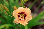 HEMEROCALLIS DEWY SWEET