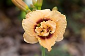 HEMEROCALLIS DEWY SWEET