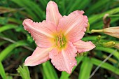 HEMEROCALLIS CHORUS LINE