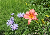 HEMEROCALLIS PERSIAN MARKET AND STOKESIA LAEVIS BLUESTONE