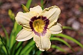 HEMEROCALLIS PANDORAS BOX