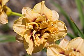 HEMEROCALLIS DEWEY SWEET