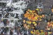 FALLEN LEAVES IN WATER FEATURE