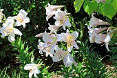 LILIUM LONGIFLORUM BELLSONG