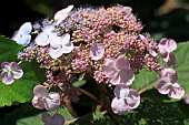 HYDRANGEA MACROPHYLLA LADY IN RED